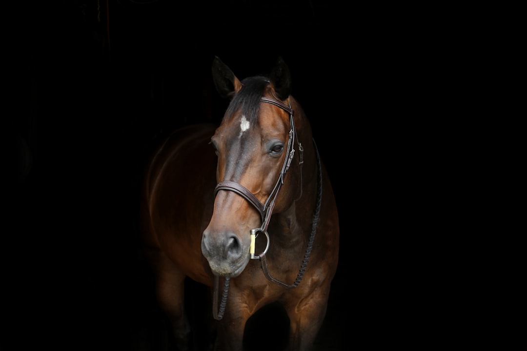 Photo Horse head
